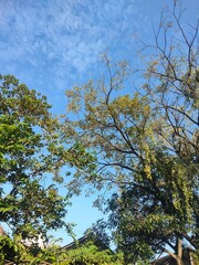 trees and sky
