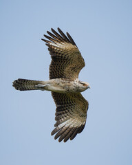 Daptrius chimachima