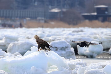 white-tailed eagle