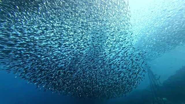 School of sardines in Moalboal, Cebu Island, Philippines. sardine run, snorkeling and scuba diving tourist destination. 