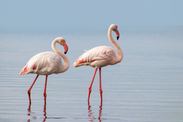 Wild african birds. Two Great african flamingos  walking around the blue lagoon against bright sky