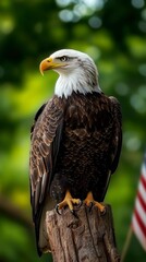 Obraz premium American Bald Eagle Perched on Wooden Post Outdoors