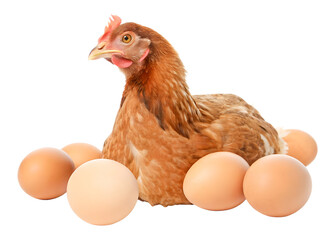A hen or layer laying and hatching its egss isolated on white background generated with AI