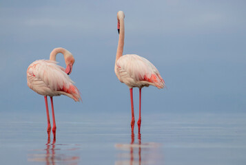 Wild african birds. Two Great african flamingos  walking around the blue lagoon against bright sky
