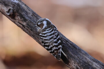 japanese pygmy woodpecker