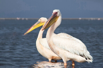 Great African pelicans standing on the shore of the Atlantic Ocean against a vibrant sky. A stunning wildlife scene capturing the beauty of nature and coastal birds