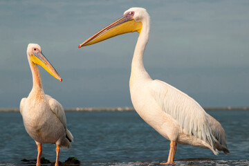 Great African pelicans standing on the shore of the Atlantic Ocean against a vibrant sky. A stunning wildlife scene capturing the beauty of nature and coastal birds