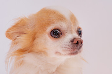 Portrait of a purebred Chihuahua dog, white with red color.