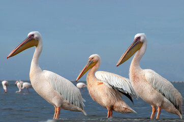 Great African pelicans standing on the shore of the Atlantic Ocean against a vibrant sky. A stunning wildlife scene capturing the beauty of nature and coastal birds