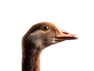 Discover the Allure of a Unique Goose: A Fascinating Avian with an Unusually Large Beak That Captivates Nature Enthusiasts and Sparks Curiosity
