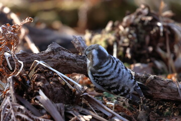 japanese pygmy woodpecker