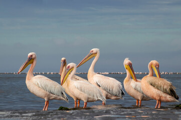 Great African pelicans standing on the shore of the Atlantic Ocean against a vibrant sky. A stunning wildlife scene capturing the beauty of nature and coastal birds