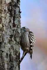 japanese pygmy woodpecker