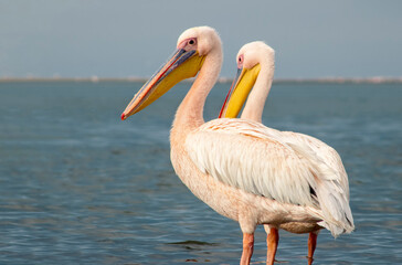 Great African pelicans standing on the shore of the Atlantic Ocean against a vibrant sky. A stunning wildlife scene capturing the beauty of nature and coastal birds