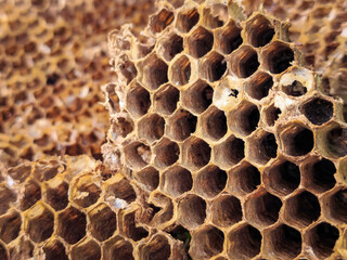 honeycomb structure inside a demolished wasp nest