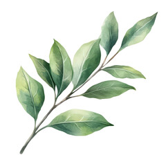 Delicate watercolor rendering of a leafy branch, botanically inspired artwork