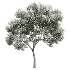 Fototapeta premium A graphic-designed tree with a balanced structure, voluminous canopy, and fine artistic shading, transparent background, PNG