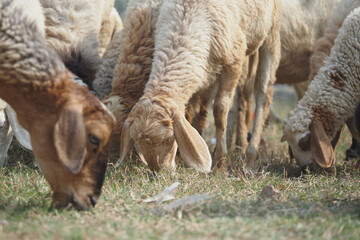 Fototapeta premium Sheep and goats grazing in a lush green field during daylight