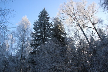 Sunlit Frost Canopy: Birch, Fir, and Pine Tops Glittering Under a Sapphire Winter Sky