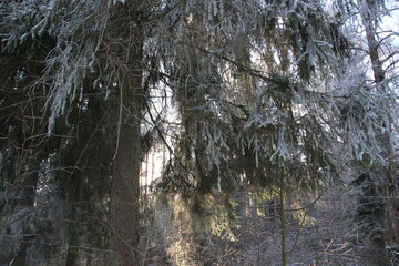Glistening Tranquility: Winter Sun Casting Shadows on Frosted Branches