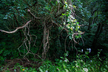 　奄美の森　世界自然遺産の森