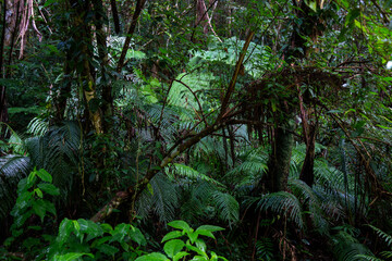 　奄美の森　世界自然遺産の森