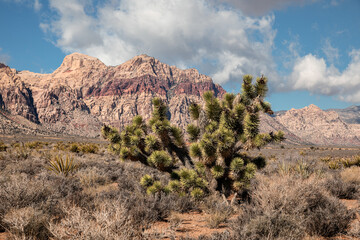 Scenic view of Joshua tree in desert of Southern Nevada in USA, travel destination concept