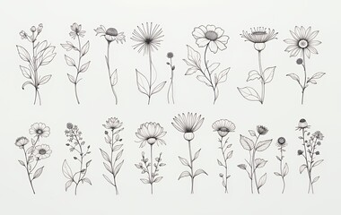 Daisy flowers botanical illustration drawing line art for wedding invitation