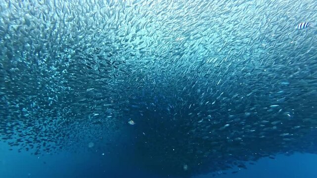 School of sardines in Moalboal, Cebu Island, Philippines. sardine run, snorkeling and scuba diving tourist destination. 
