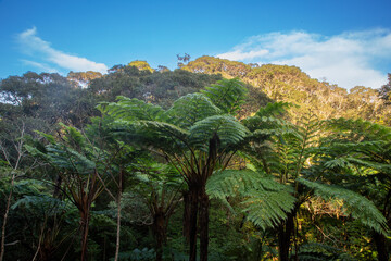 　奄美の森　世界自然遺産の森、ヒカゲヘゴの森