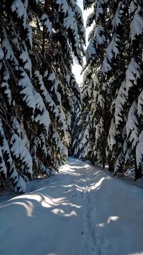 Mid range shot of Snowy path through a dense pine forest, sunlight streaming through tree branches, casting soft, dappled shadows. A peaceful winter escape. Vertical video backgrounds

