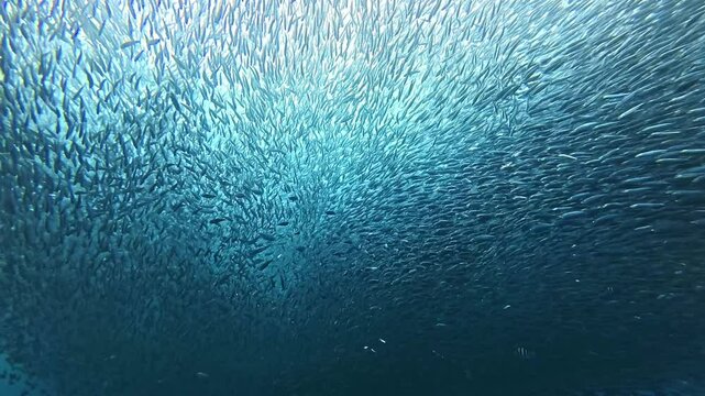 School of sardines in Moalboal, Cebu Island, Philippines. sardine run, snorkeling and scuba diving tourist destination. 
