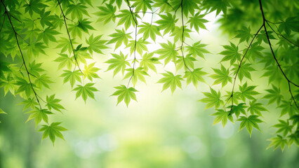 Naklejka premium Lush green maple leaves against a soft, blurred background.