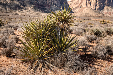 Yucca plants on rocky terrain in desert of Southern Nevada, USA