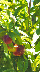 Ripe juicy red nectarines on trees central otago new zealand fruit orchard summer beautiful