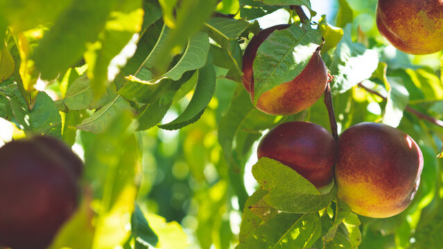 Ripe juicy red nectarines on trees central otago new zealand fruit orchard summer beautiful