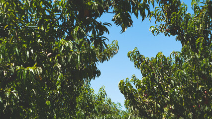 Fruit farm orchard central otago new zealand nectarine apricot peach beautiful landscape scenery mountains hills blue sky summer