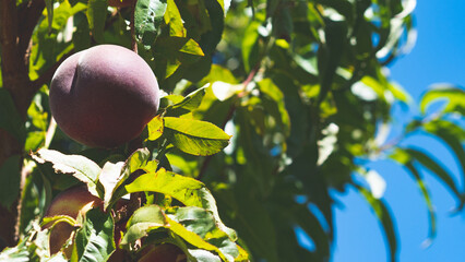 Fresh ripe juicy beautiful peaches on trees green leaves summer central otago new zealand orchard