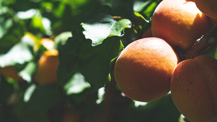 Fresh ripe juicy apricots on trees orchard central otago new zealand summer fruit