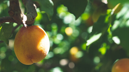 Fresh ripe juicy apricots on trees orchard central otago new zealand summer fruit