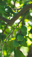 Green greengages plums fruit on a tree central otago orchards summer 