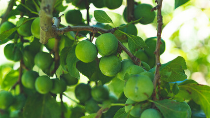 Green greengages plums fruit on a tree central otago orchards summer 