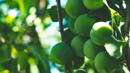 Green greengages plums fruit on a tree central otago orchards summer 