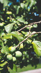 Fototapeta premium Green greengages plums fruit on a tree central otago orchards summer 