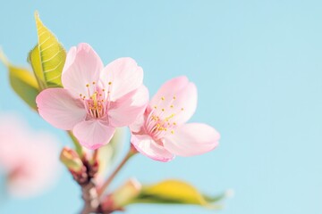 close-up of blooming cherry blossoms on sunny day capturing delicate pink petals against clear blue sky with ample