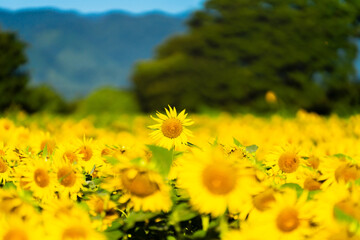 大輪のひまわり　夏イメージ