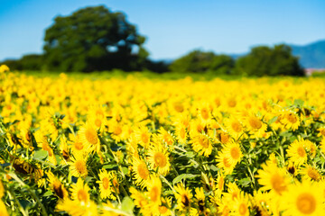 Fototapeta premium 大輪のひまわり 夏イメージ