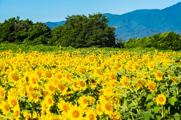 Fototapeta premium 大輪のひまわり 夏イメージ