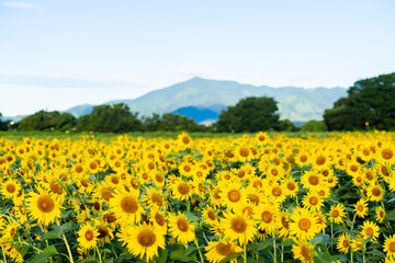 大輪のひまわり　夏イメージ