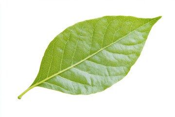 close-up of green plant leaf with visible veins conveying concept of natural patterns and growth